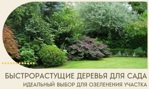 Быстрорастущие деревья для сада идеальный выбор в Солнечногорске