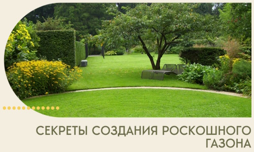Секреты создания роскошного газона в Солнечногорске